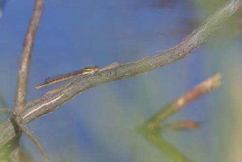 Pyrrhosoma nymphula